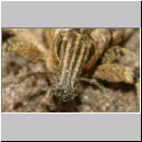 Cleonus piger - Distelgallenruessler 01c 13mm.jpg